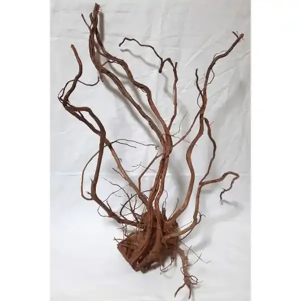 Amtra Drachenwurzel, Dragon Skin L 11