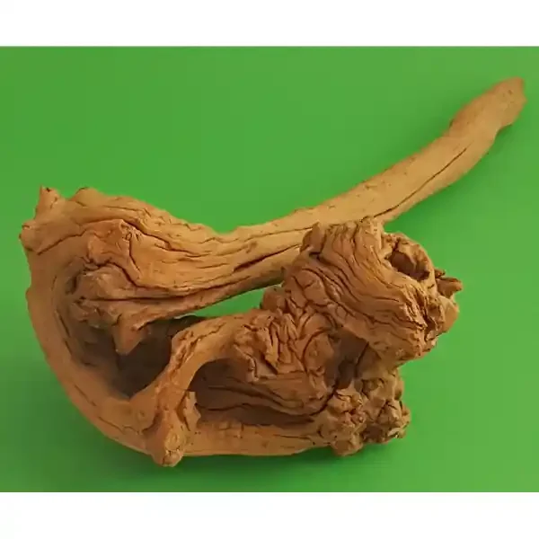 Amtra Guinea Wurzel 20