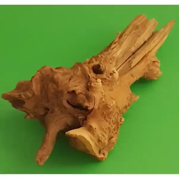 Amtra Guinea Wurzel 21