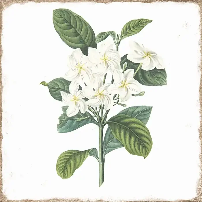 Wandfliese Retro-Dekor 15×15 cm „Forli Flowers“ mit weißen Blüten glänzend